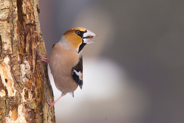 Hawfinch (Coccothraustes coccothraustes)