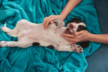 Girl Playing With A Cute English Springer Spaniel Puppy Laying On A Blue Blanket
