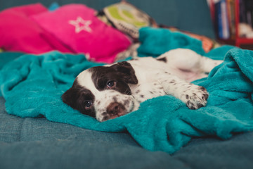 Cute English Springer Spaniel Puppy Laying On A Blue Blanket