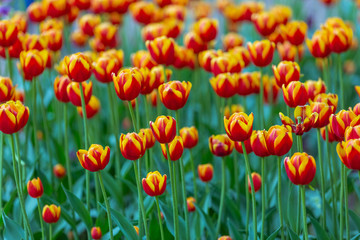 Fototapeta na wymiar Background of red with yellow tulip flowers. Beautiful tulip field in spring. Colorful spring landscape. Natural floral sunny background