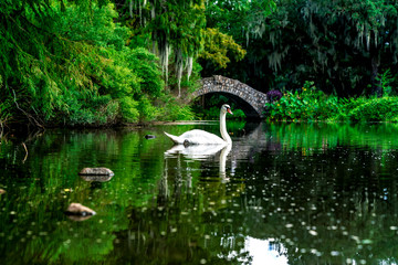 A swan swimming in the swamp river flowing through a city park in New Orleans, Louisiana, USA.