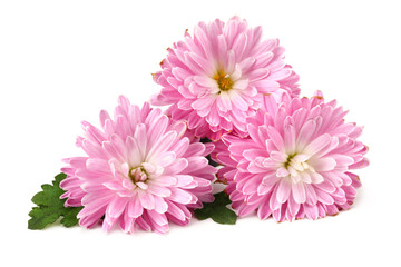 Chrysanthemum bright pink flower with green leaf isolated on white background