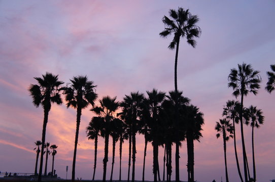 California Pink Sunset