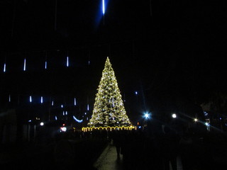 Vinnytsia fir tree