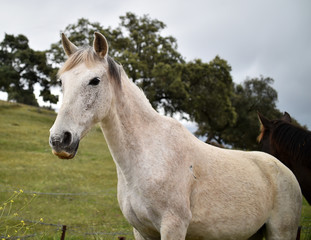 Obraz na płótnie Canvas white horse in spanish field
