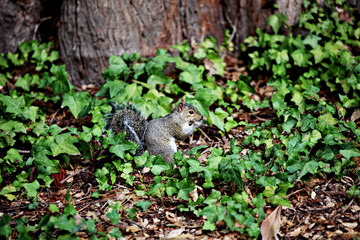 Naklejka na ściany i meble squirrel near a tree