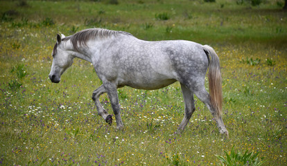Fototapeta premium caballo blanco