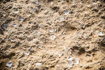 Fossils nailed to the stone