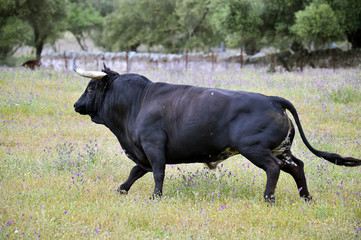 toro español con grandes cuernos