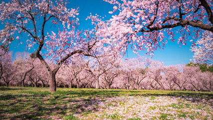 Pink alleys of blooming with flowers almond trees in a park in Madrid, Spain spring