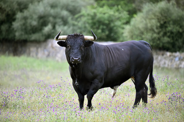 toro poderoso español con grandes cuernos