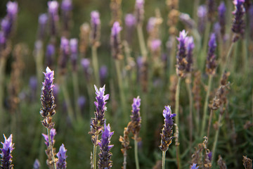 lavender flowers in the spanish fields