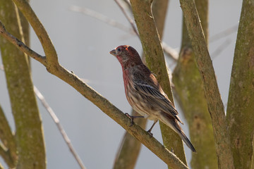 House finch with eye disease