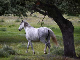 white horse in spanish field