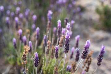 lavender flowers in the spanish fields