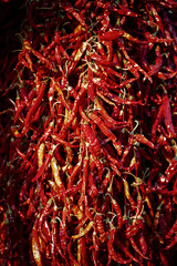 Fototapeta premium close up of dried red hot pepper