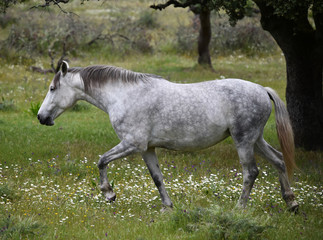 white horse in spanish field