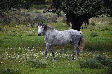 white horse in spanish field