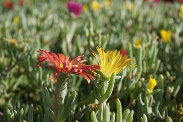 tropical, succulent plants in flower, close up photo in the sunshine