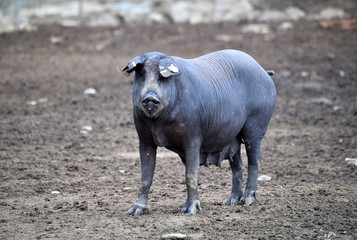 cerdo iberico