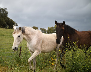 white horse in spanish field