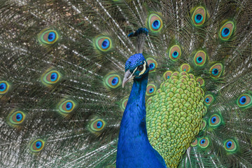 Fototapeta na wymiar Close-up of male peacock with extended feathers