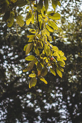 branch of a tree with green leaves
