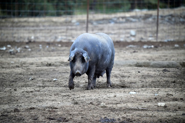 cerdo iberico español