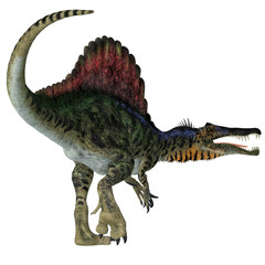 Fototapeta premium Spinosaurus Dinosaur Tail - Spinosaurus was a carnivorous dinosaur that hunted in Africa during the Cretaceous Period.