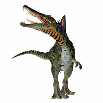 Spinosaurus Dinosaur on White - Spinosaurus was a carnivorous dinosaur that hunted in Africa during the Cretaceous Period.