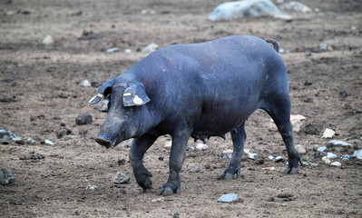 cerdo iberico español