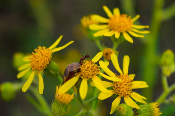 Insecto en Planta de Flores Amarillas
