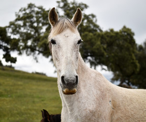 caballo blanco en el campo