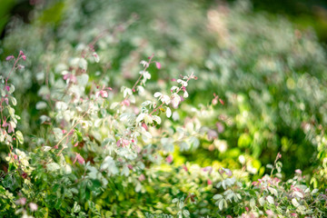 Photos of bokeh from white and green trees and