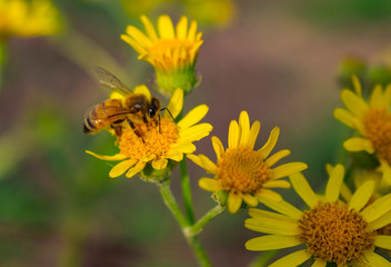 Abeja en Planta de Flor Amarilla