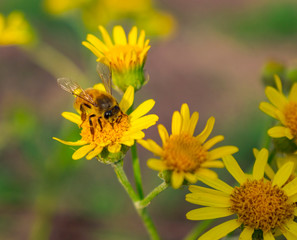 Abeja en Planta de Flor Amarilla