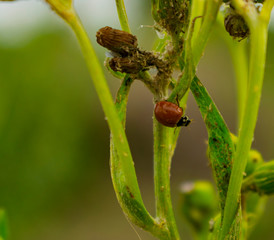 Mariquita en Planta de Flor Amarilla
