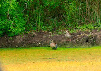 Patos en Laguna de Campo