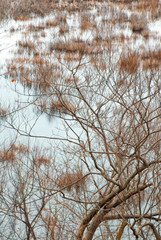 481-29 Grasses and Tree