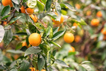 Orange garden in sunlight with ripe orange fruits on the sunny trees and fresh green leaves. Mediterranean natural agricultural background