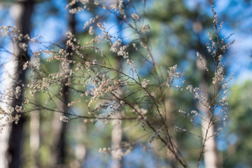 Bokeh forest, tall pine trees, blue sky and white wildflowers ~INTO THE FOREST~