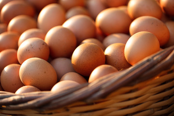 Fresh and organic farm eggs