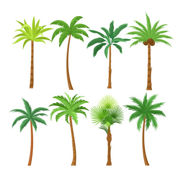 Palm trees flat vector illustrations set. Exotic beach plants isolated design elements pack. Green leaves branches and trunks cartoon collection on white background. Tropical coconut palms.