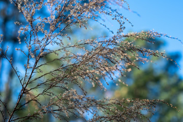 Bokeh forest, blurred wildflower and blue sky background ~INTO THE FOREST~