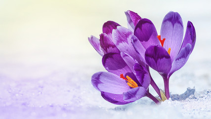 Crocuses - blooming purple flowers making their way from under the snow in early spring, closeup...