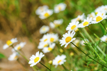 Сhamomile (Matricaria recutita), blooming plants in the spring meadow on a sunny day, closeup with space for text