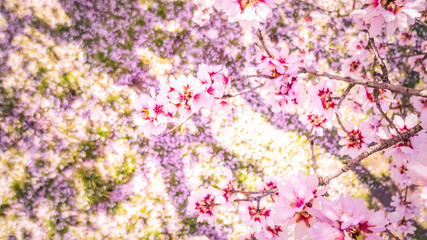 Pink alleys of blooming with flowers almond trees in a park in Madrid, Spain spring
