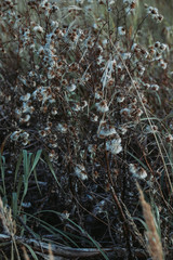 wild autumn clothes grow in the field in autumn