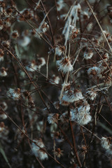 wild autumn clothes grow in the field in autumn