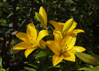 yellow lilies